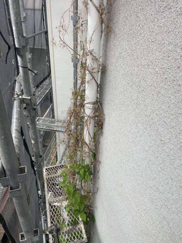 ツタ撤去前