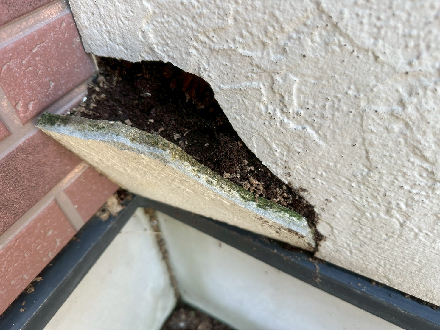 埼玉県草加市にてシロアリの現地調査を行いました