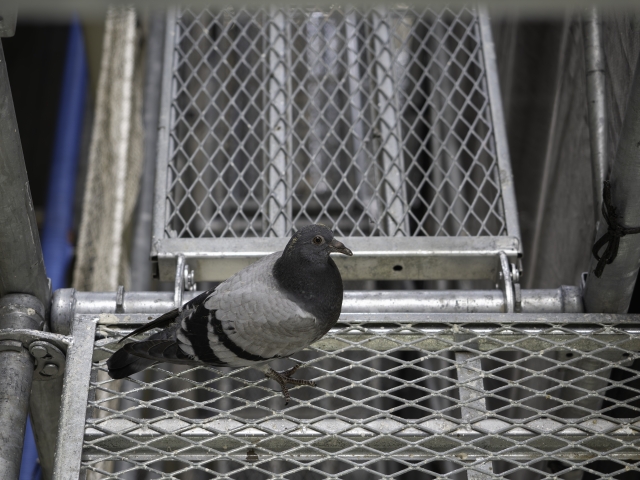 足場鳩