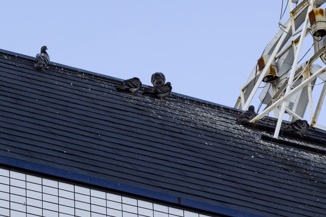 屋根 鳥